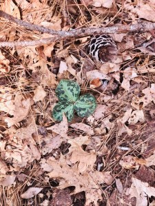 “There is no fear in Love, but perfect Love casts out fear”.                                  1 John 4:18